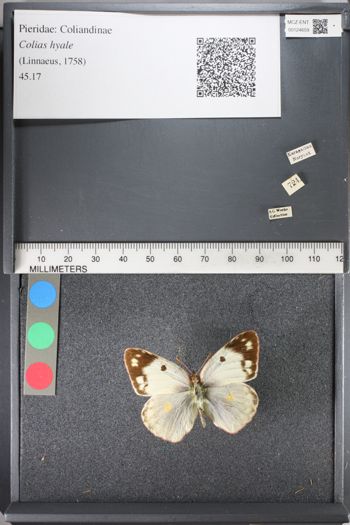Media type: image;   Entomology 124659